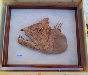 fossilized fish
