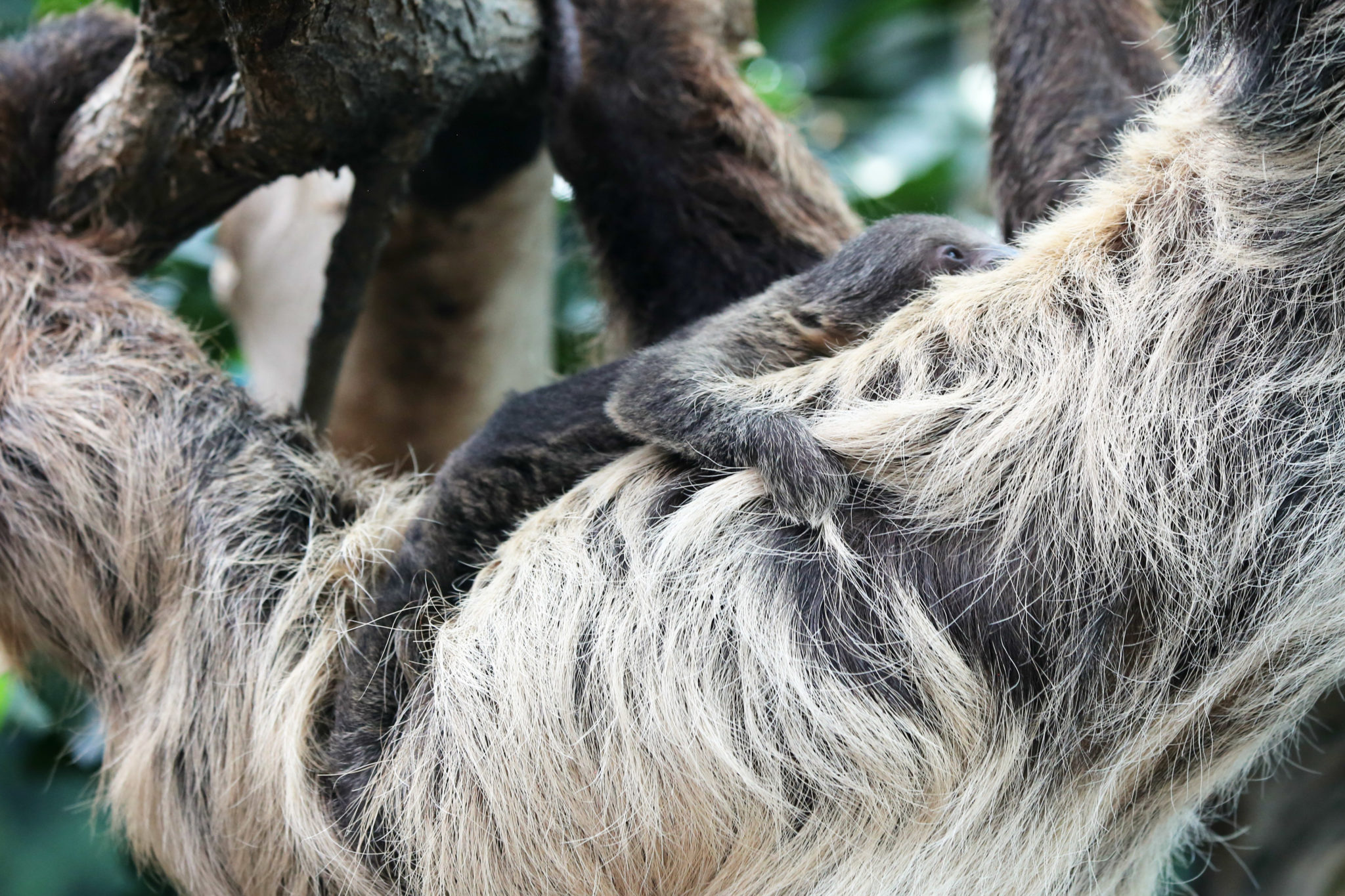 baby sloth at denver zoo