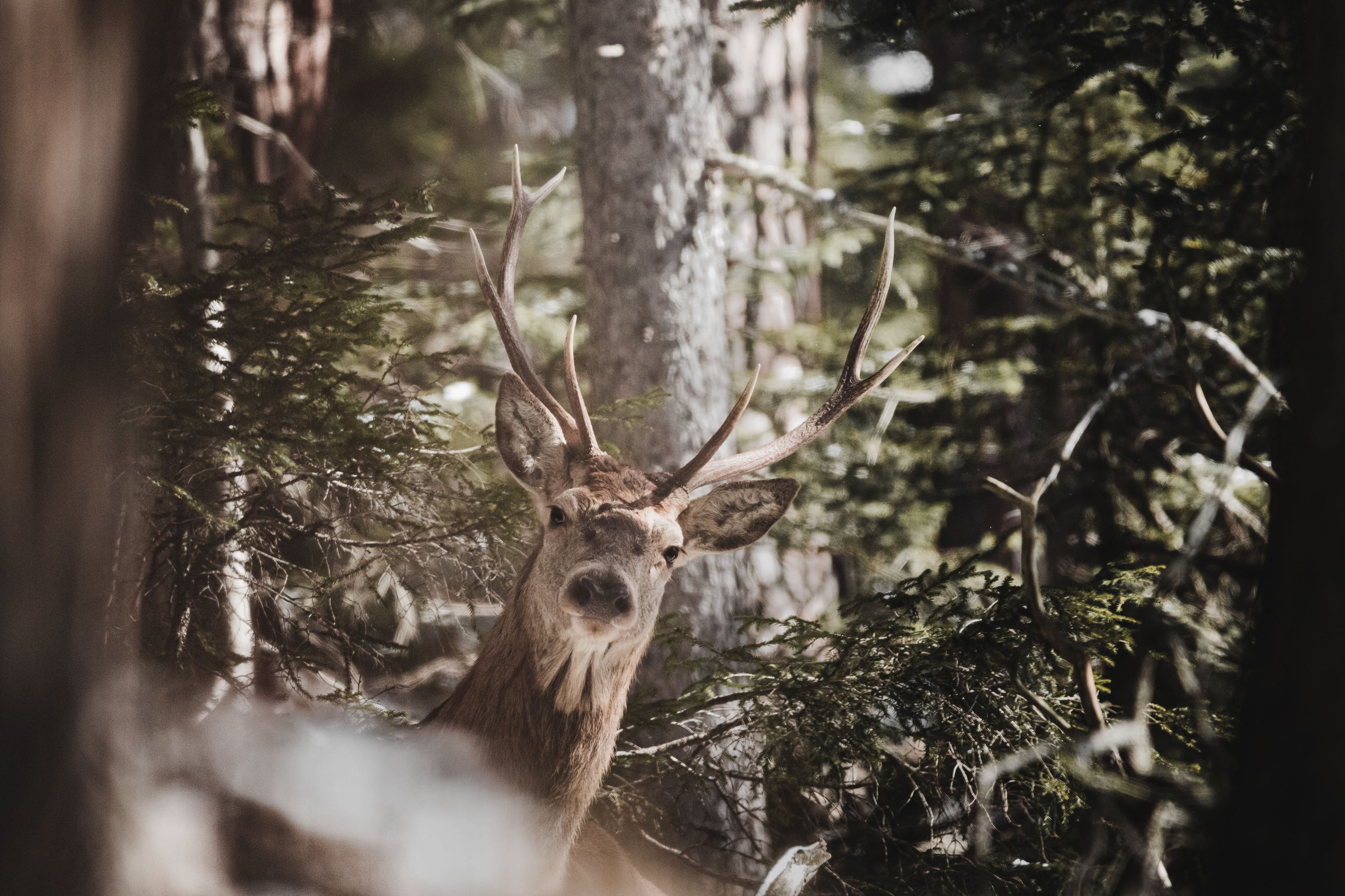 deer, woods