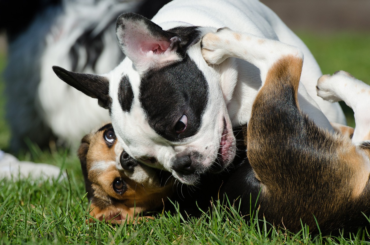 dogs playing in grass