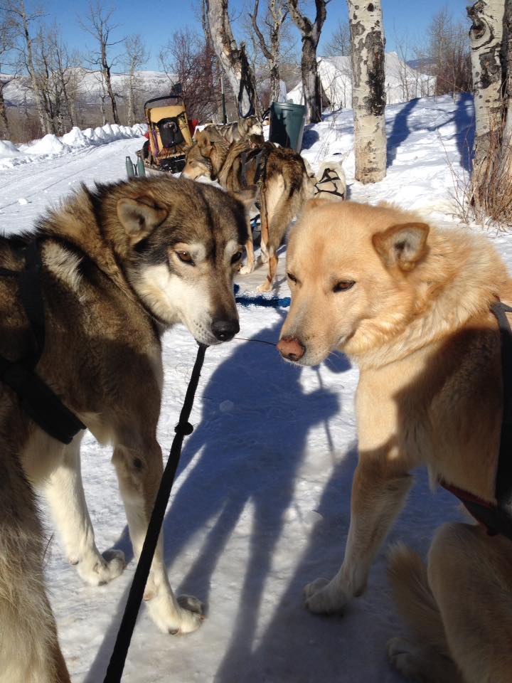 team of dog sled dogs