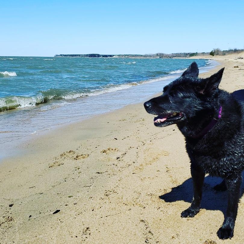 3 Best Dog-Friendly Beaches Near DC