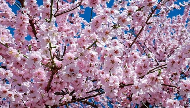 cherry blossoms peak bloom