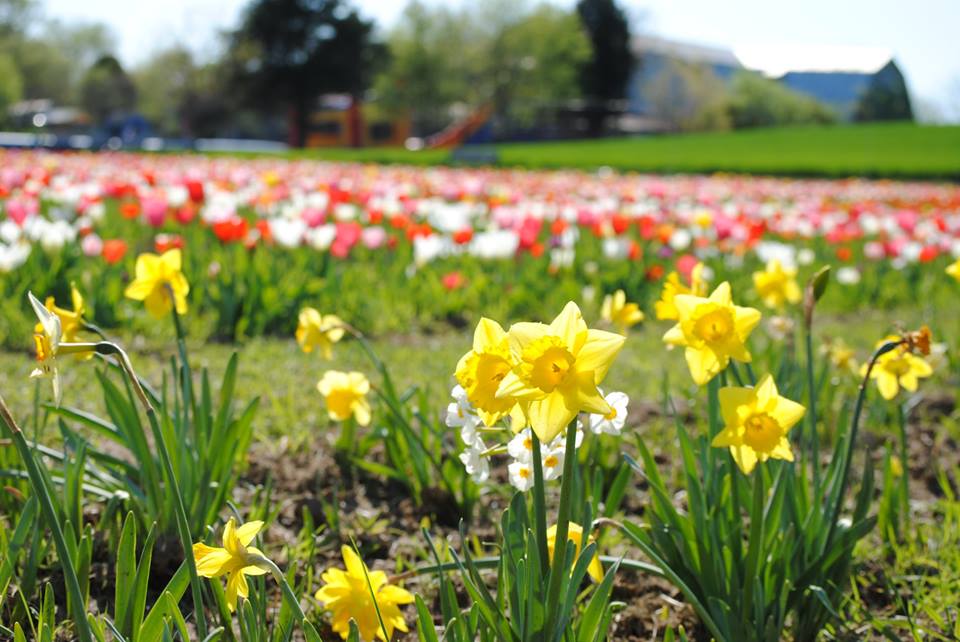daffodils, tulips