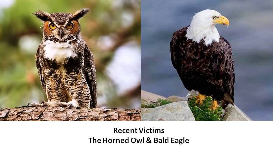 Bald Eagle Great Horned Owl Eastern Shore Maryland Pesticide Deaths 