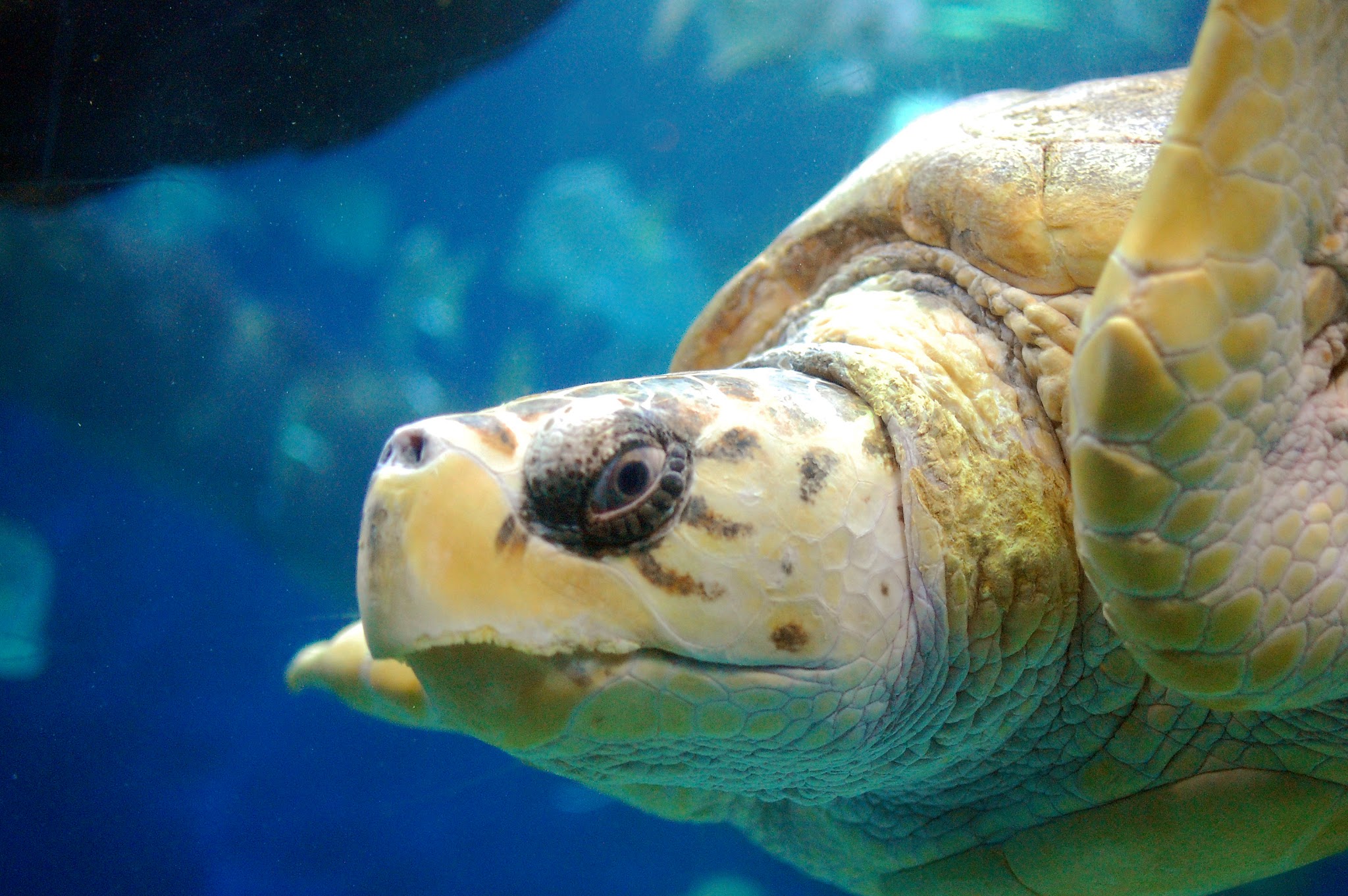 Sea Turtle Virginia Aquarium Virginia Beach Adult Overnight Event