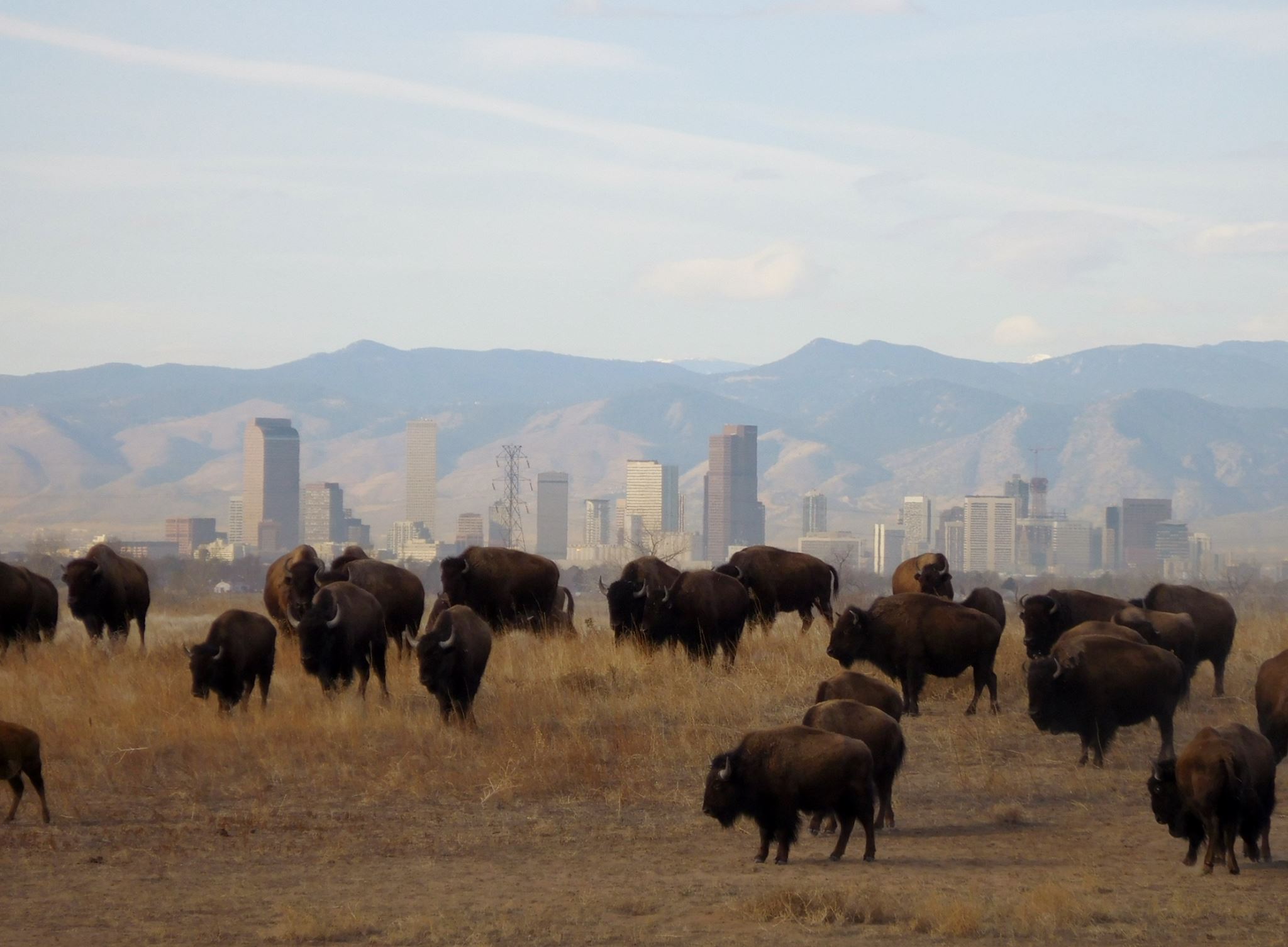 Rocky Mountain Arsenal bison
