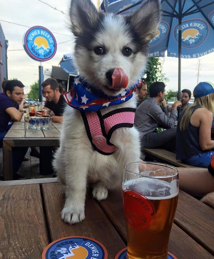 dog-friendly bars