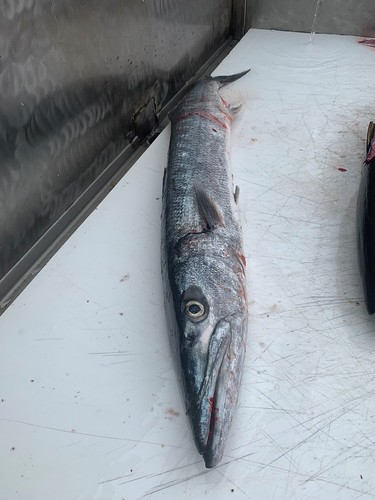 Barracuda caught in MD