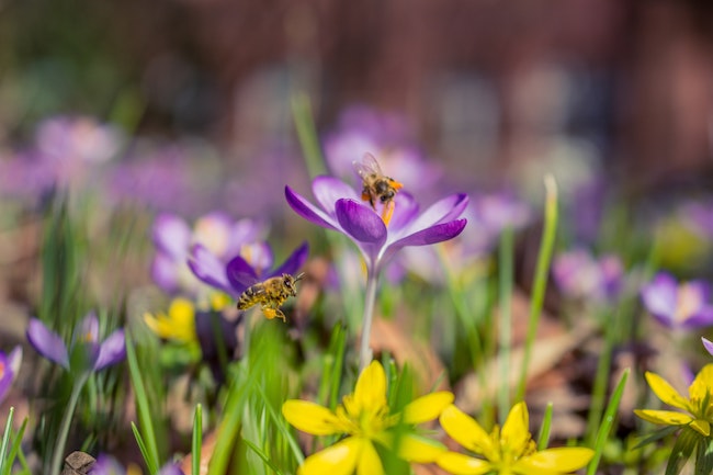 Bees buzzing around wildflowers