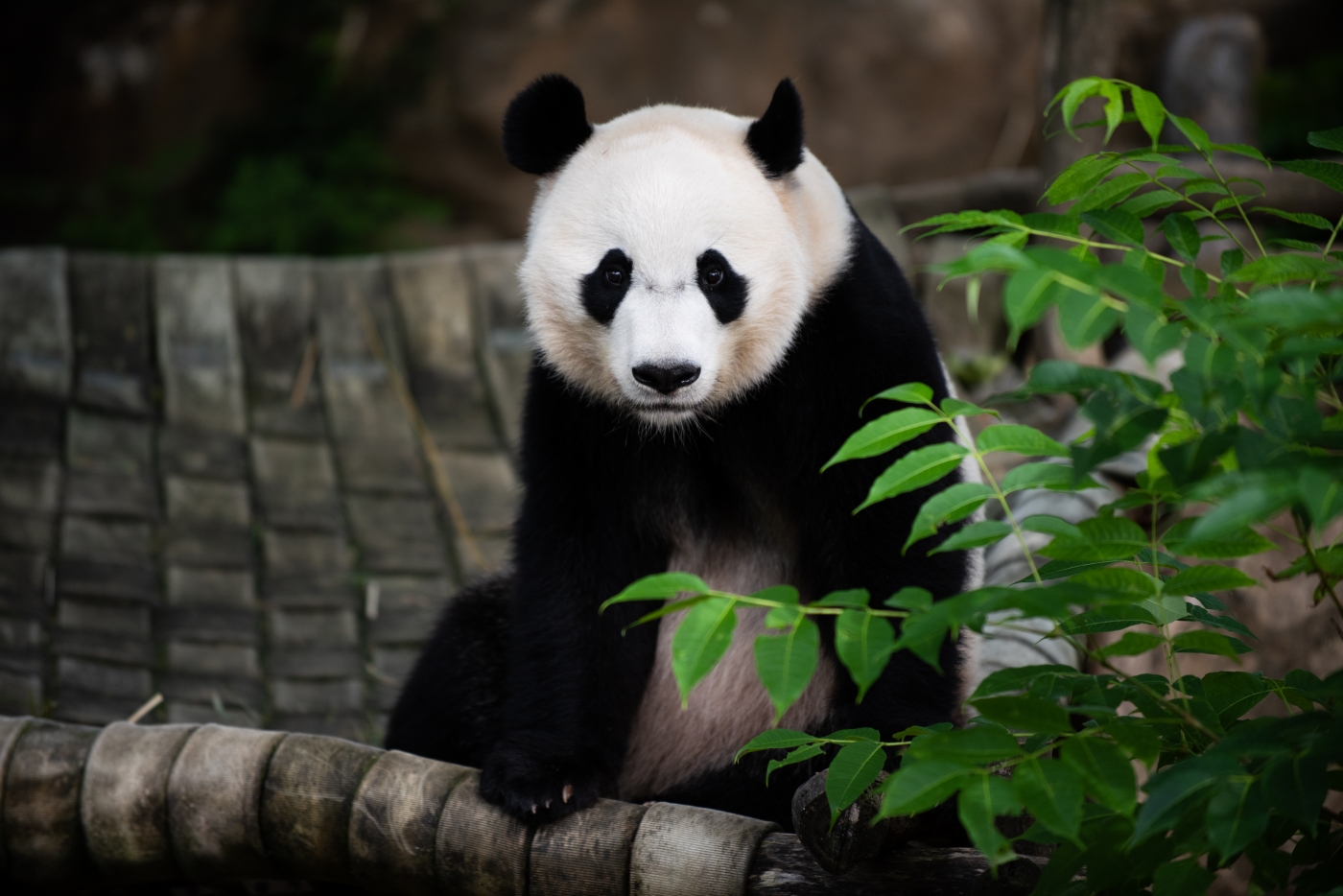 National Zoo Panda Bei Bei Relocating To China Next Month