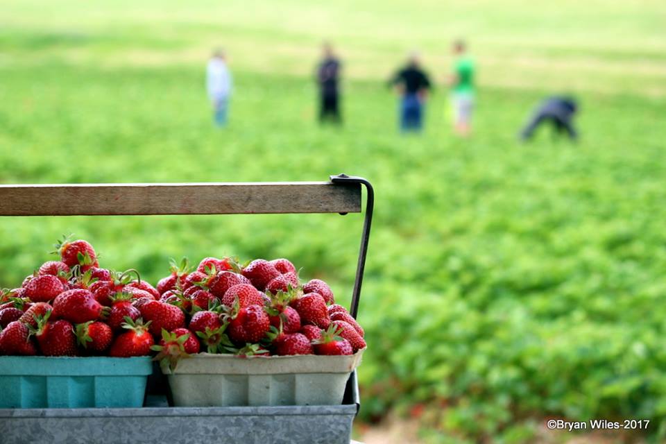 Where to Pick Strawberries in Maryland This Spring