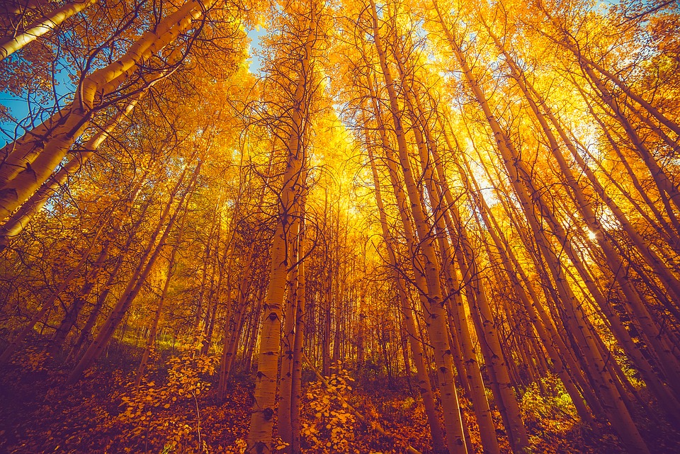 aspen grove, Colorado, fall colors