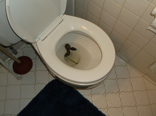 Virginia Beach Man Finds Python in his Toilet