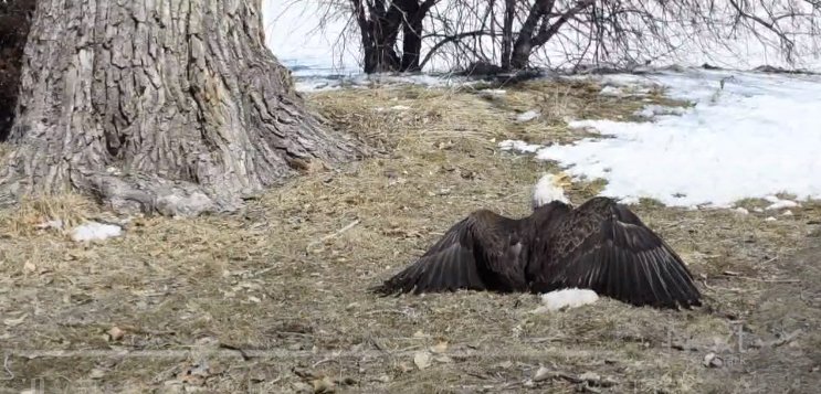 Male eagle grounded.