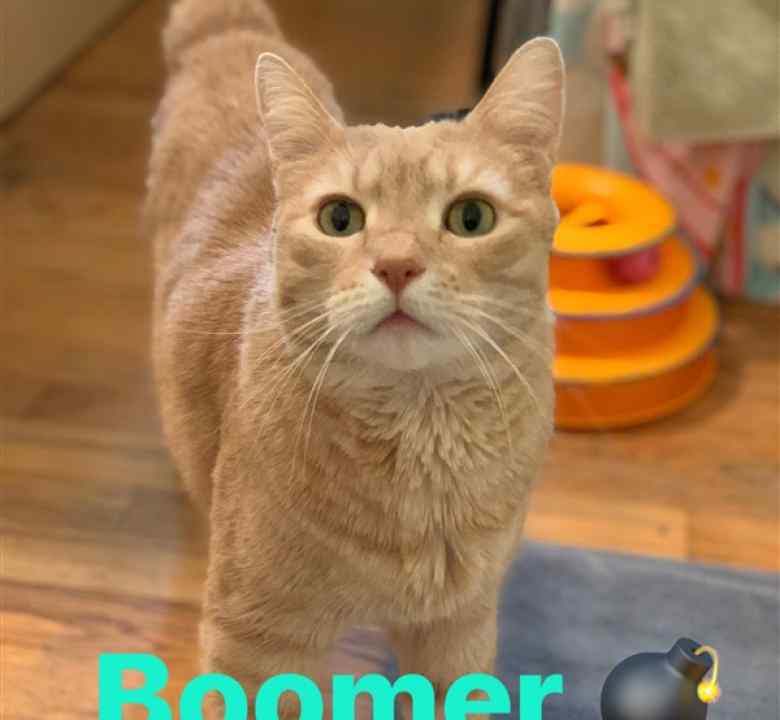 Boomer, Orange Tabby Cat