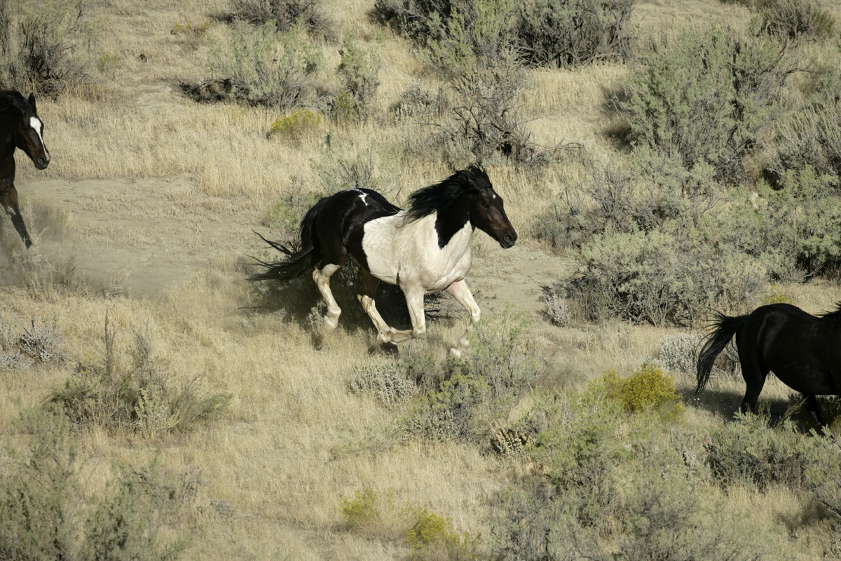 Wild horses at little book cliffs in grand junction, colorado
