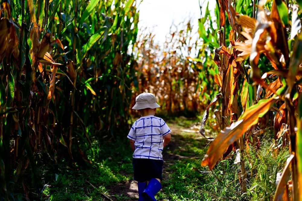 6 Corn Mazes In Colorado To Get Lost In This Fall