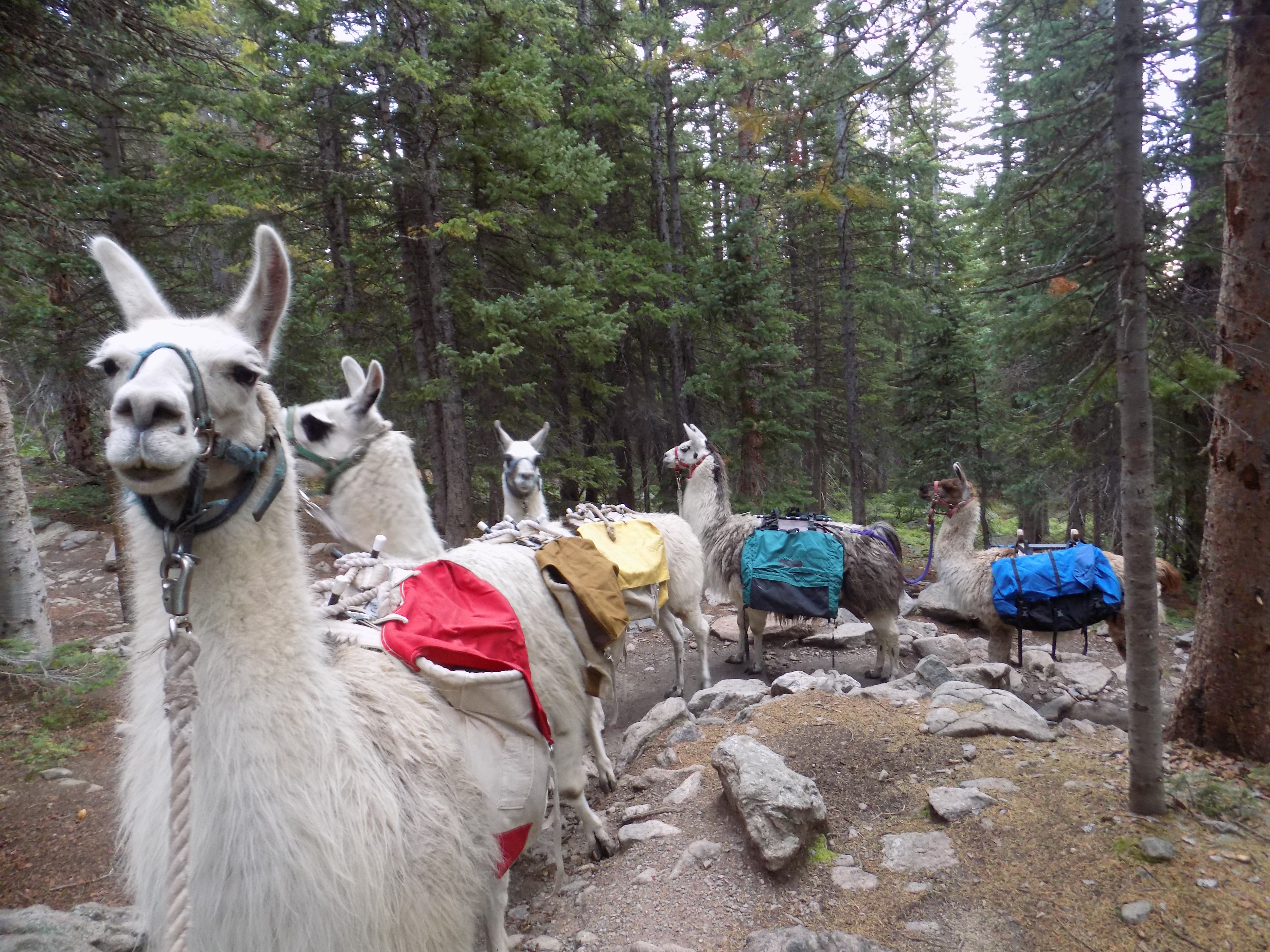 hiking with llamas