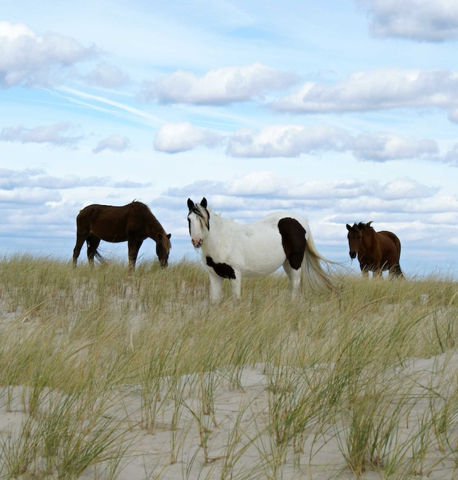 wild horses on assateague island in maryland