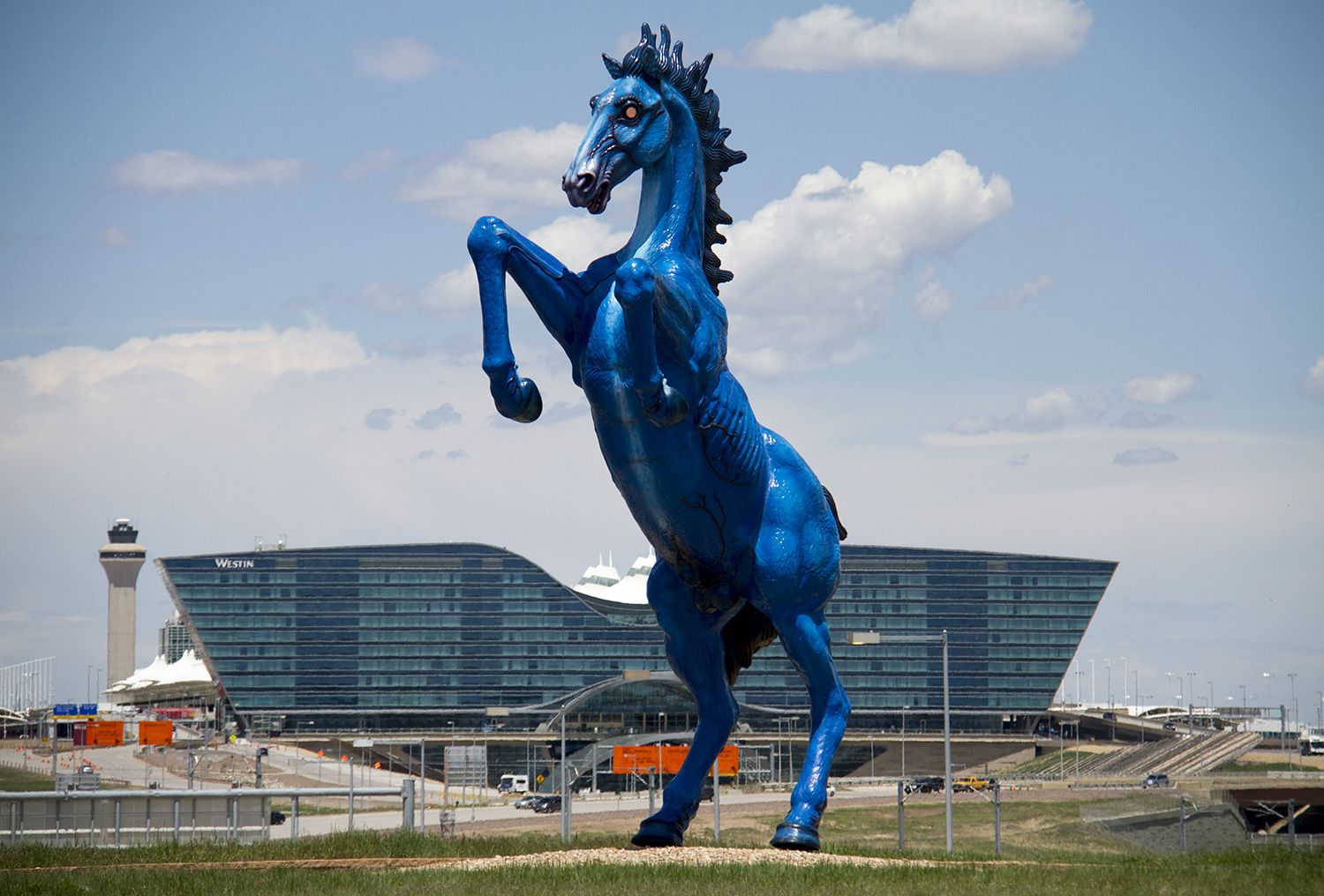 Broncos Mascot 'Bucky' Modeled After One of America's Most Iconic Horses
