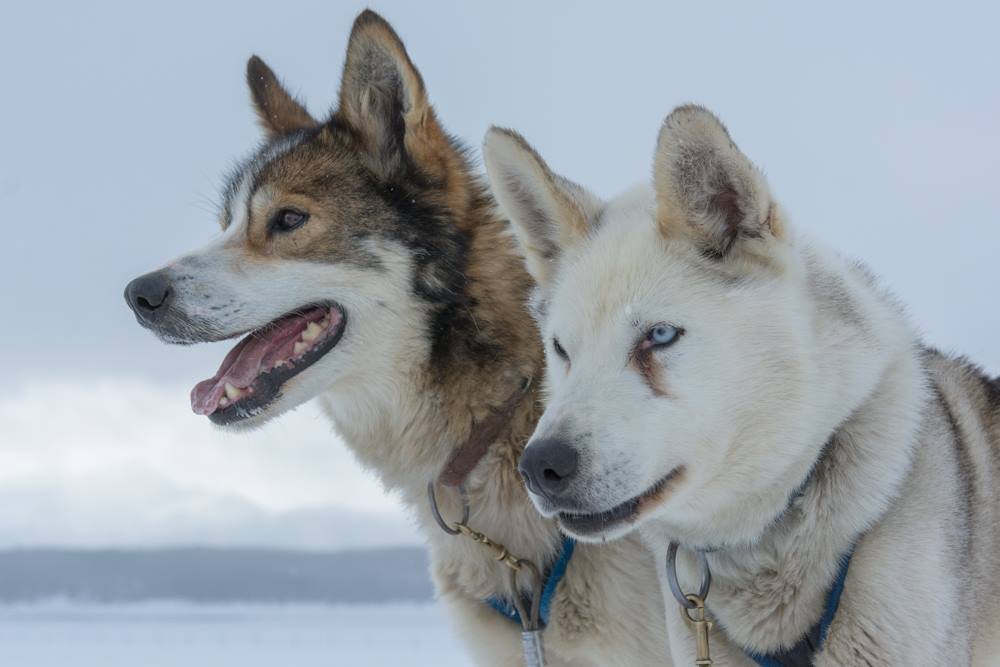 2 dog sled dogs on a snowy scape