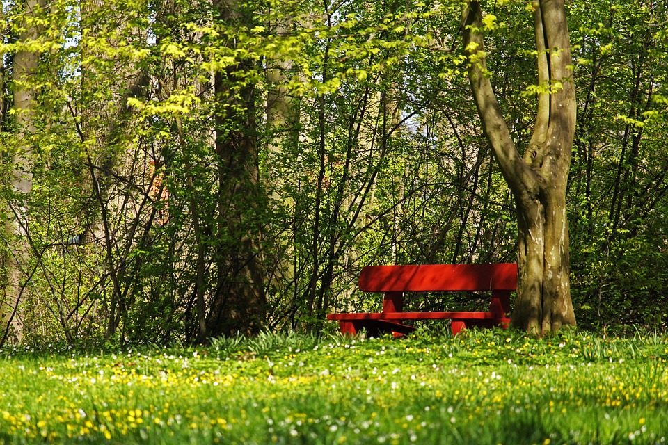 bench in woods