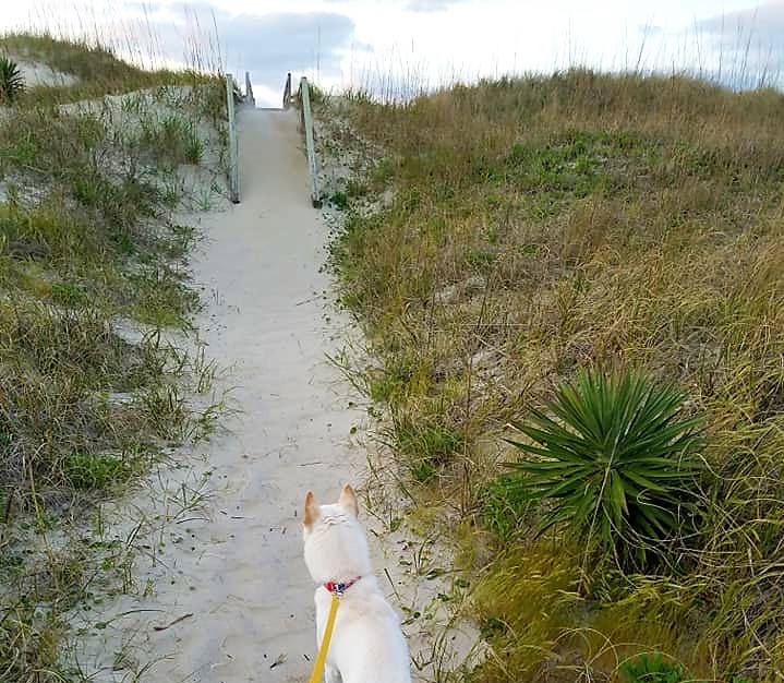 dog walk, sand dune