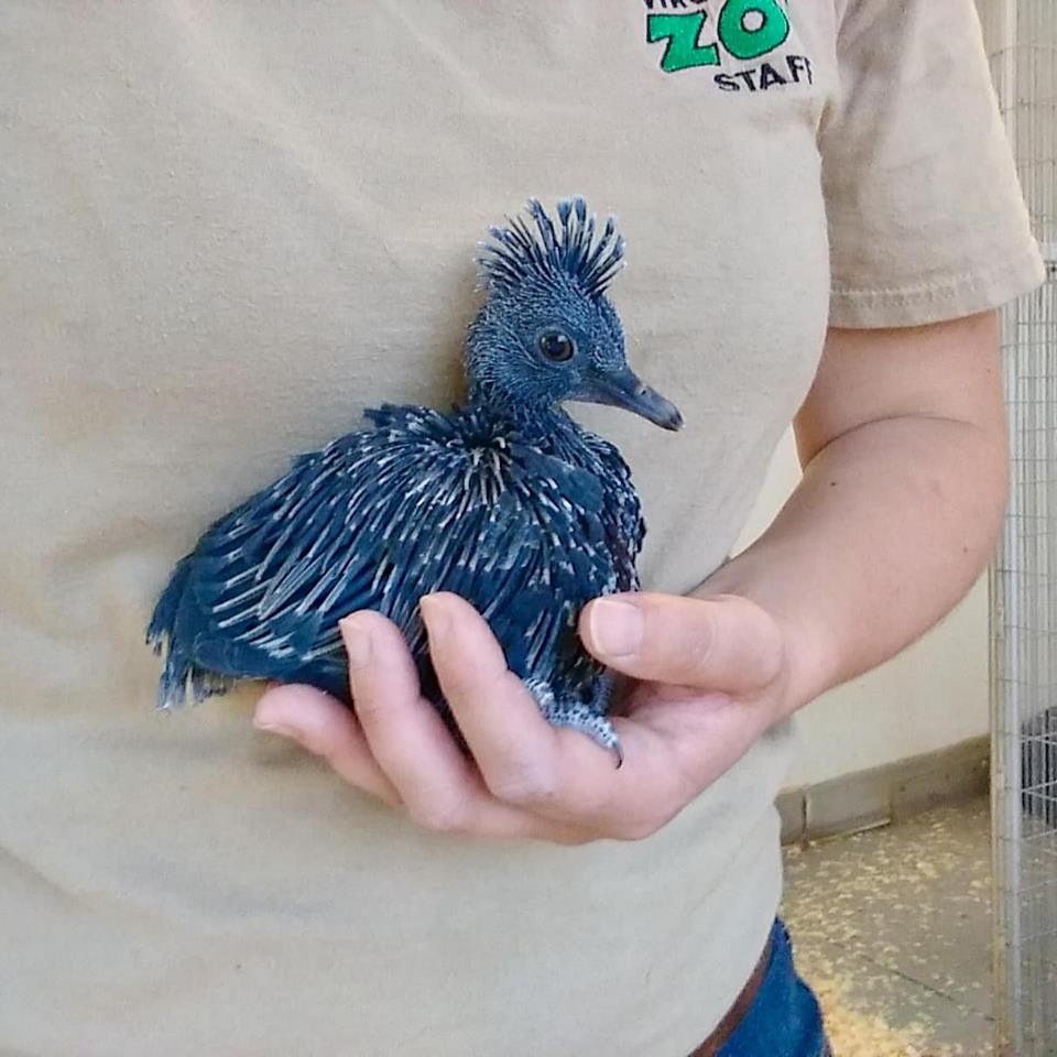 victoria crowned pigeon chick
