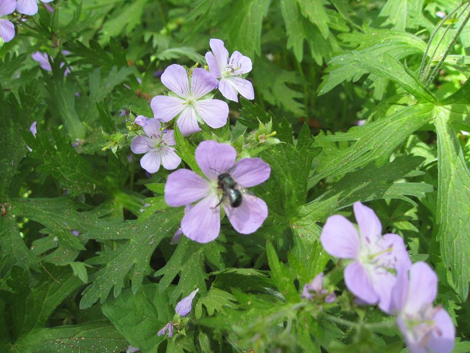 native plant, flowers