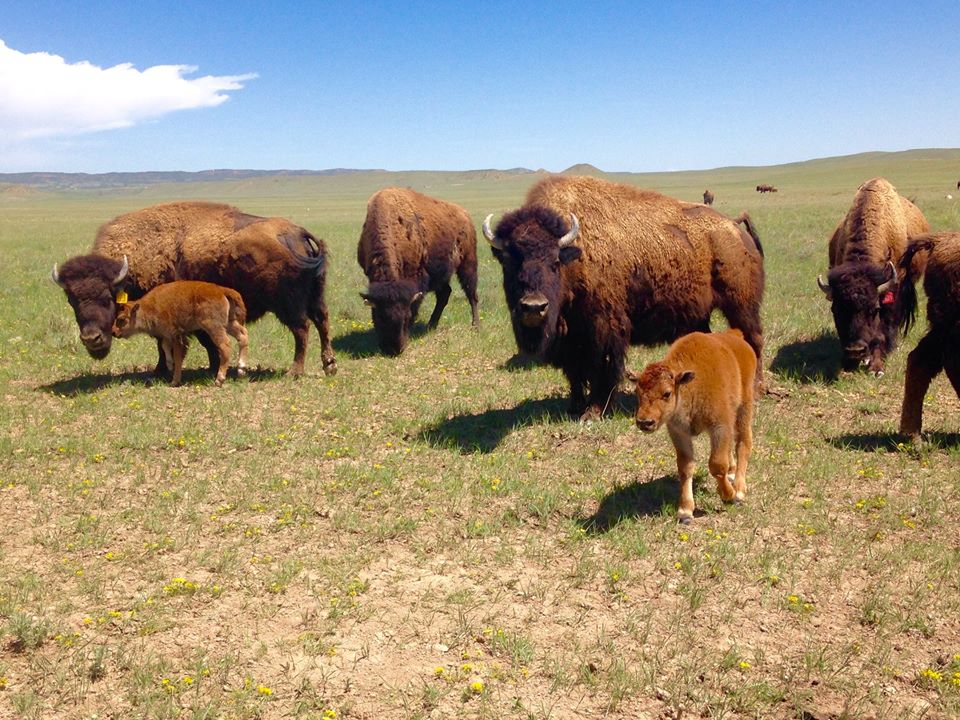 Laramie bison herd