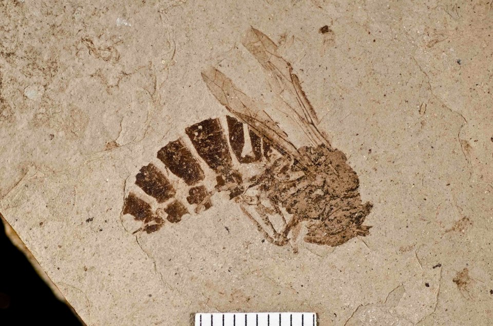 Insect Fossil