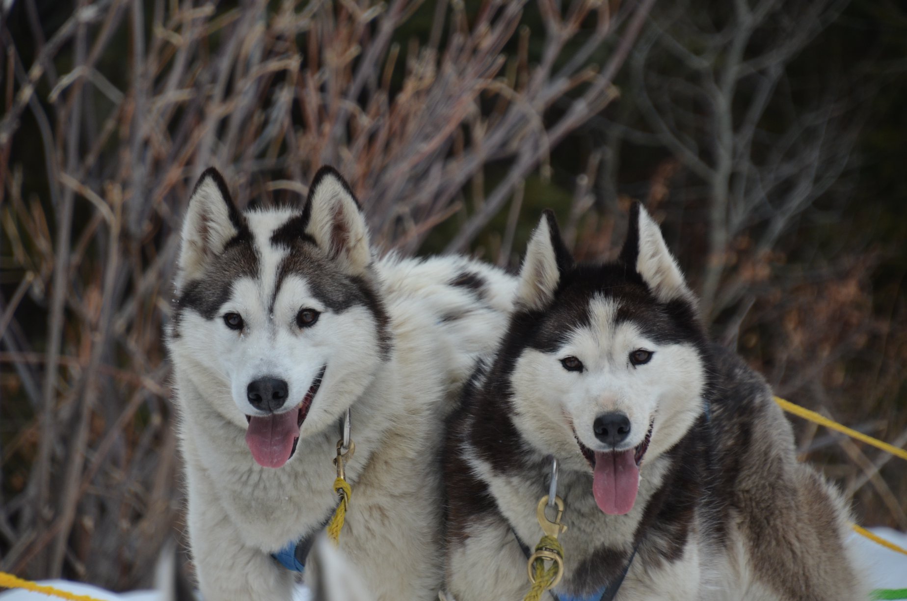 2 husky dogs dog sledding