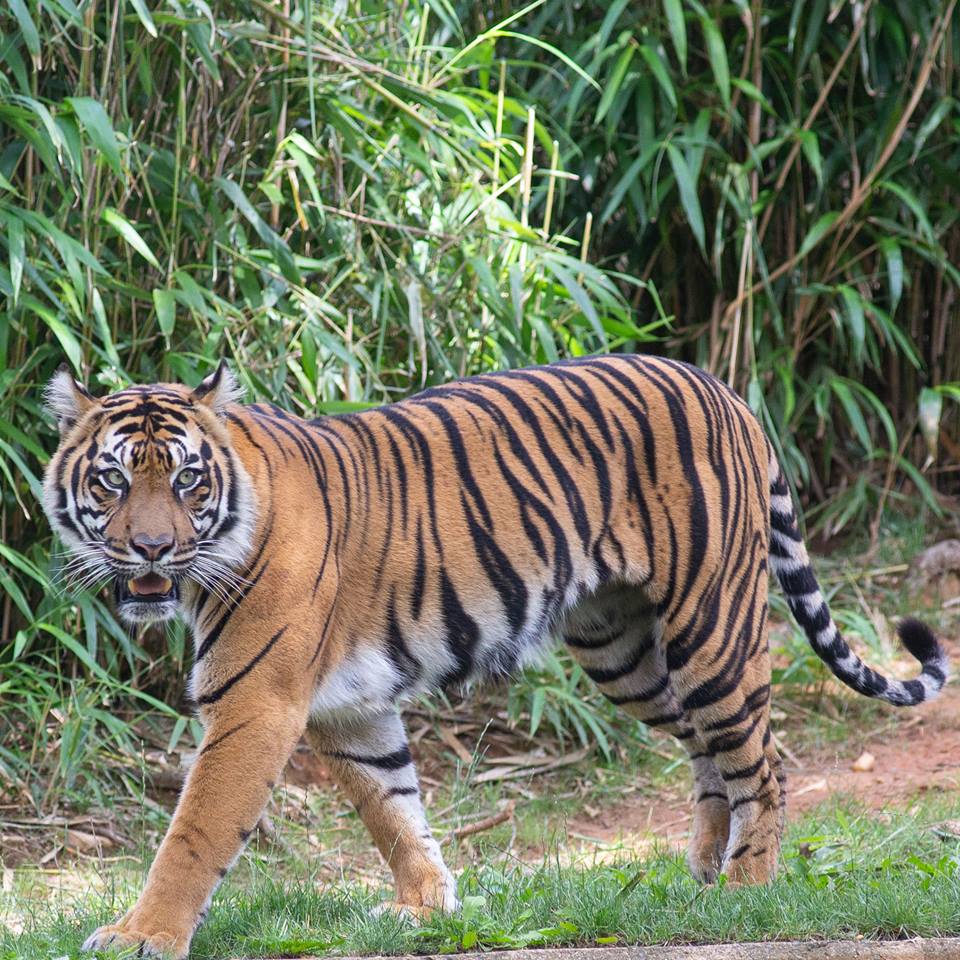tiger, zoo