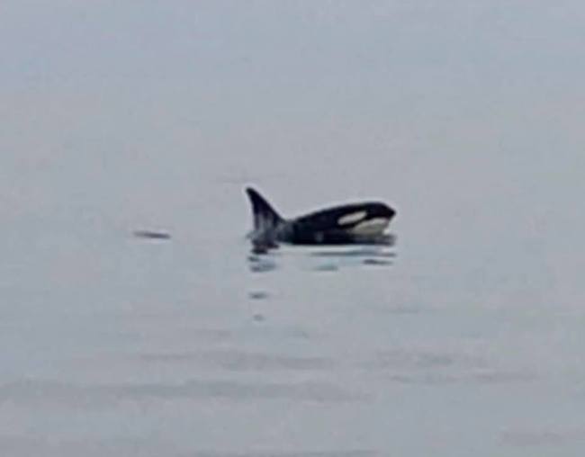 Orca/killer whale spotted by Playin' Hookey Charters. 