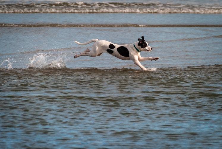 dog running, water