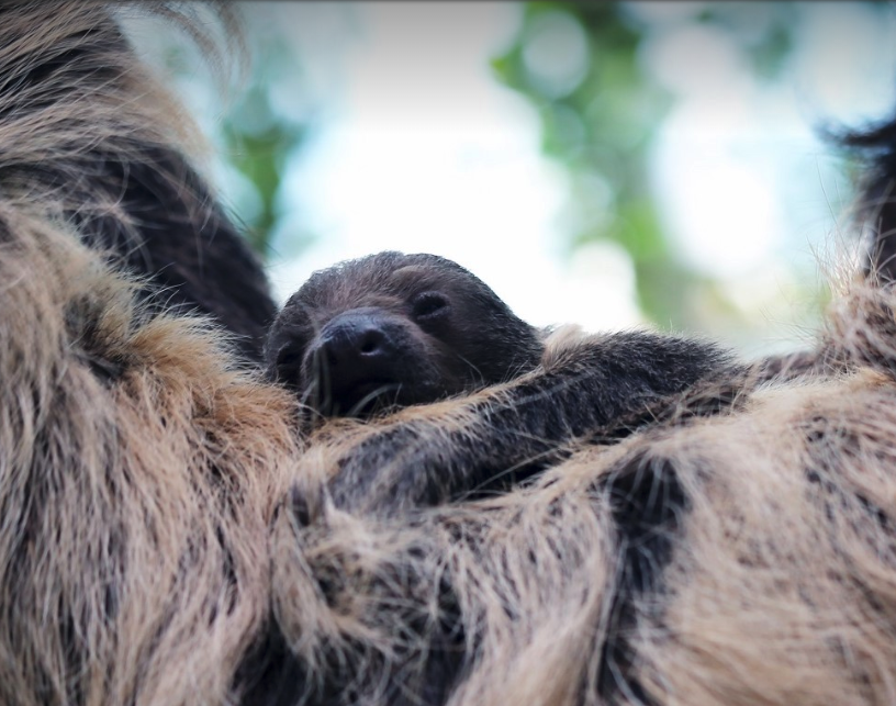 baby sloth at denver zoo