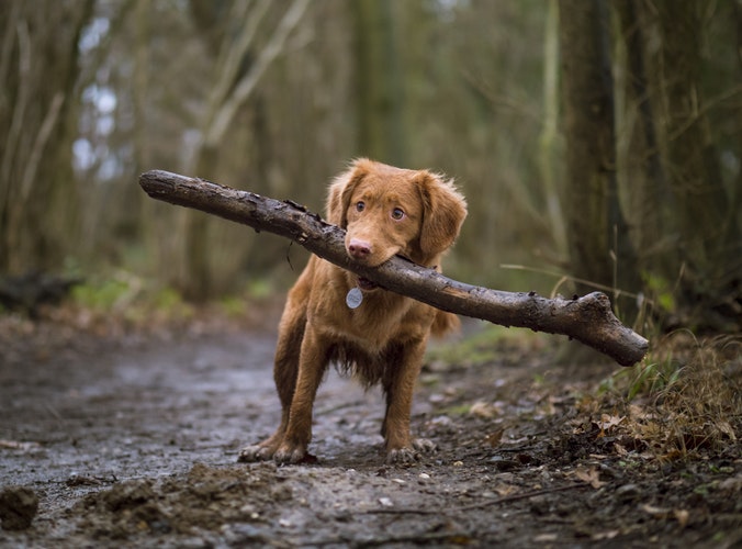 dog, forest, stick