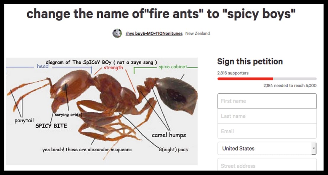 petition to change the name of fire ants to spicy bois on Change.org