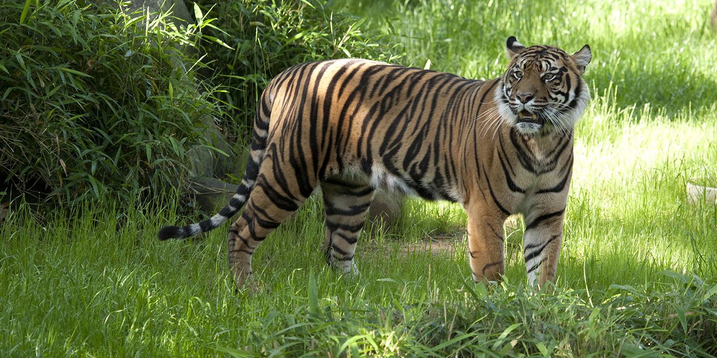 Sumatran Tiger, courtesy of National Zoo